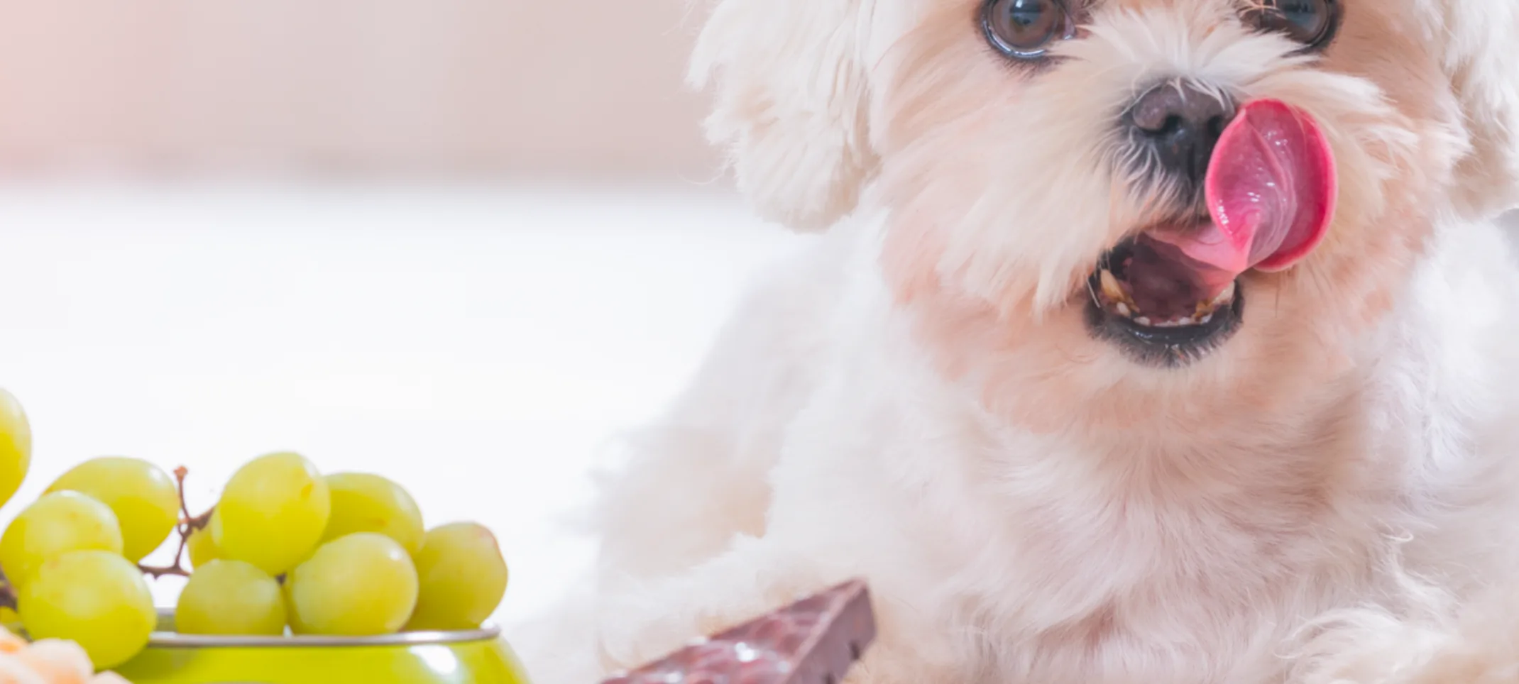 Small dog laying next to food Small dog laying next to food