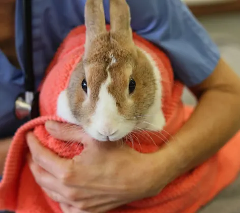 Staff member holding a bunny Staff member holding a bunny