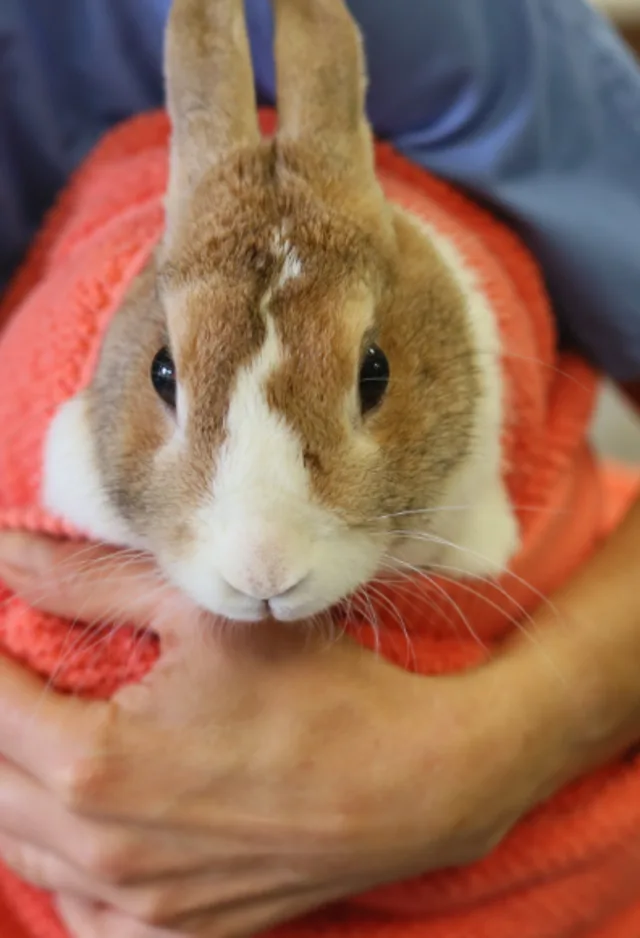Staff member holding a bunny Staff member holding a bunny