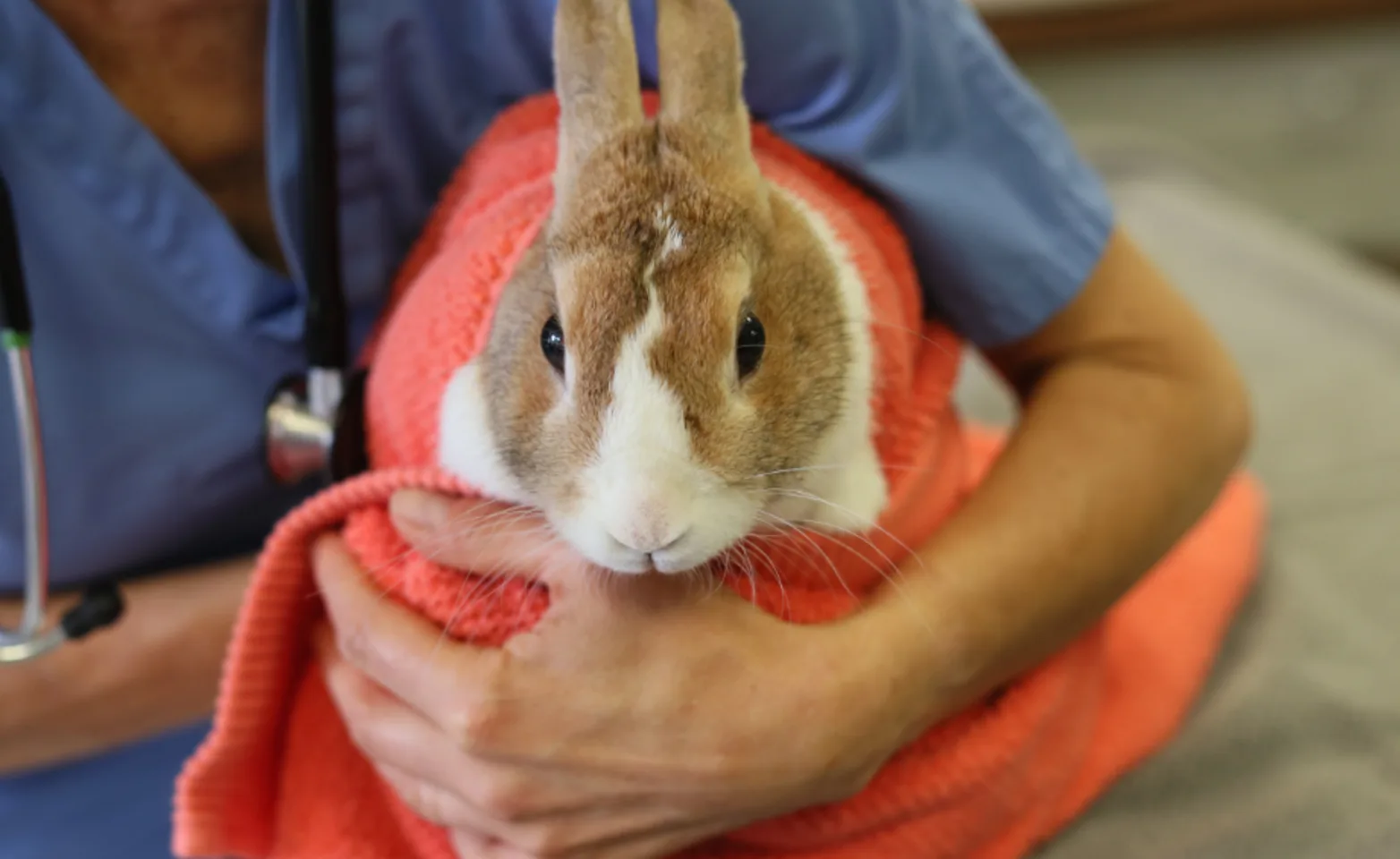 Staff member holding a bunny Staff member holding a bunny