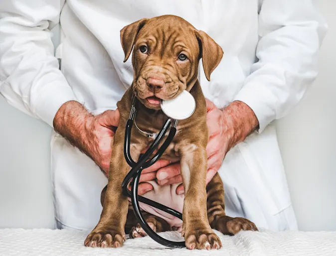 puppy with stethoscope in mouth while being held by veterinarian puppy with stethoscope in mouth while being held by veterinarian