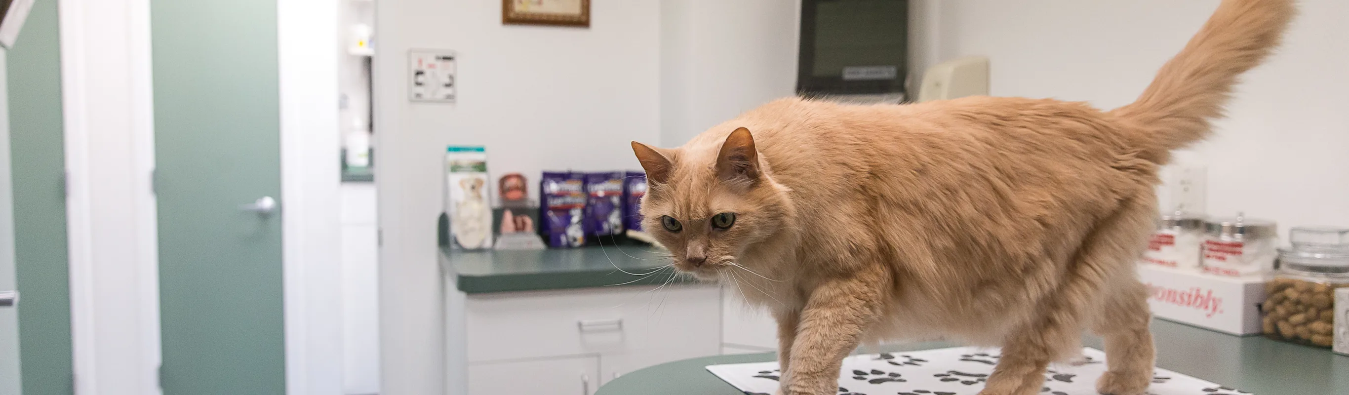HAH cat on exam table HAH cat on exam table