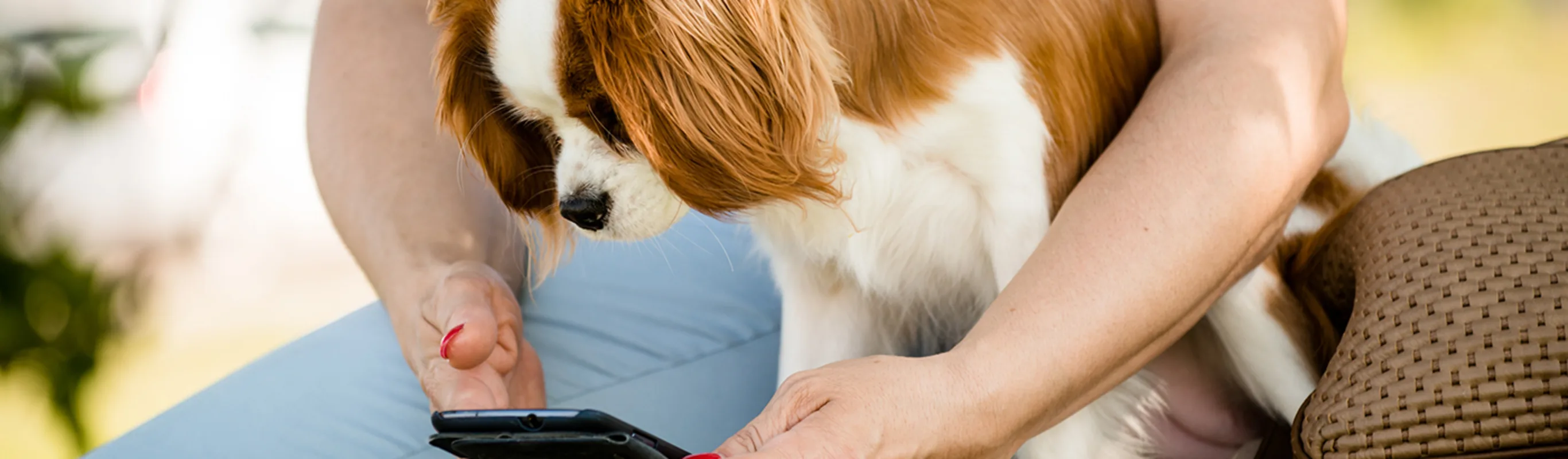 A King Charles Cavalier Spaniel watching its owner use a phone in a nature park A King Charles Cavalier Spaniel watching its owner use a phone in a nature park