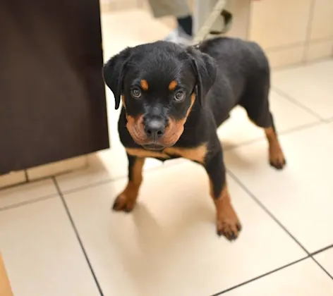 Puppy standing at Animal Medical Center of Hattiesburg. Puppy standing at Animal Medical Center of Hattiesburg.