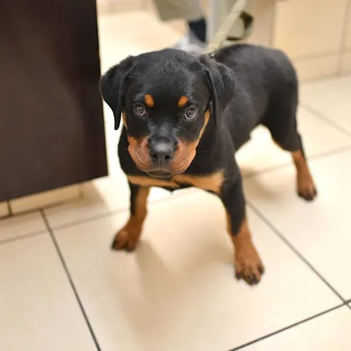 Puppy standing at Animal Medical Center of Hattiesburg. Puppy standing at Animal Medical Center of Hattiesburg.
