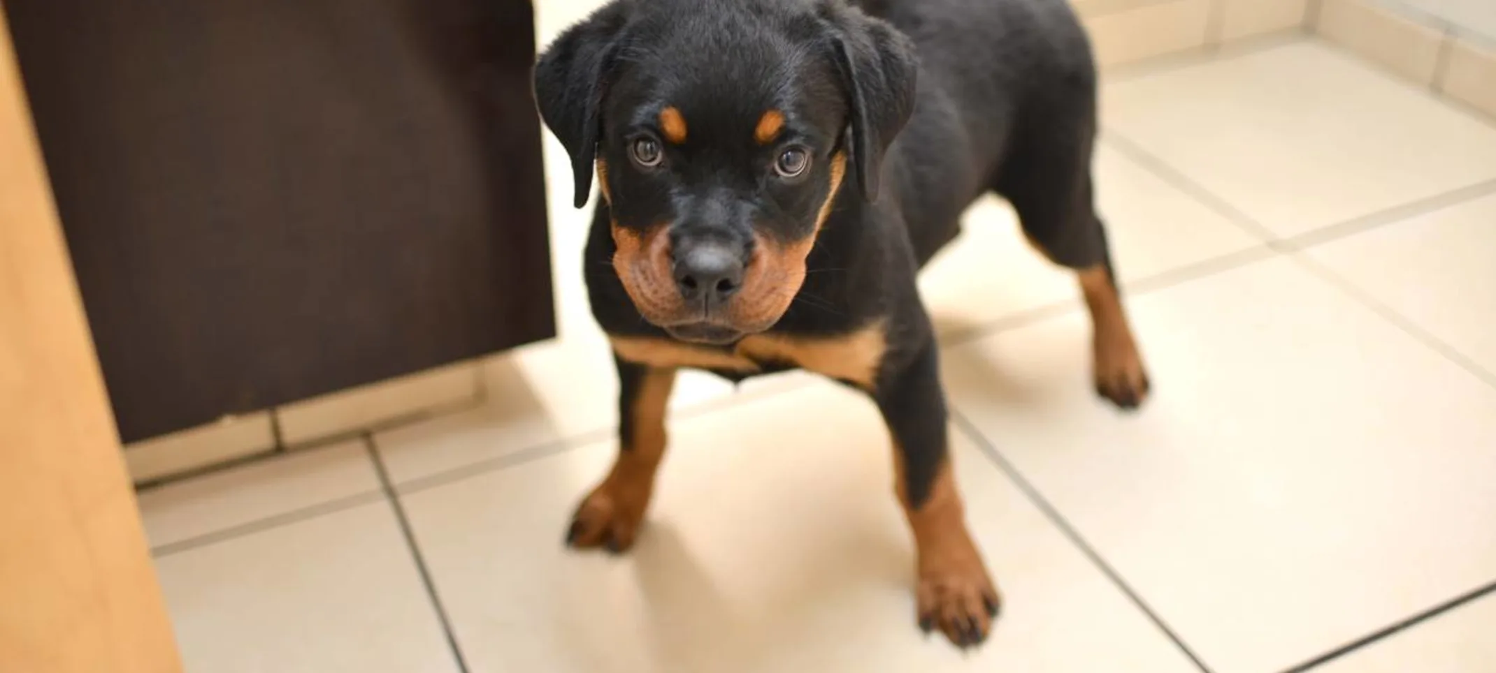 Puppy standing at Animal Medical Center of Hattiesburg. Puppy standing at Animal Medical Center of Hattiesburg.