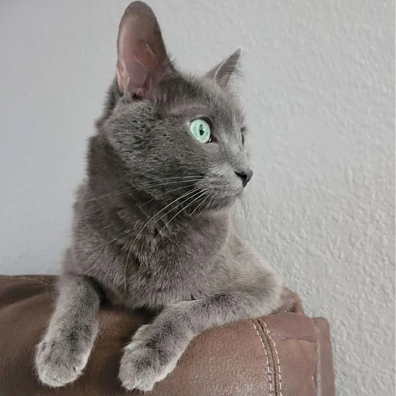 Nova Nova