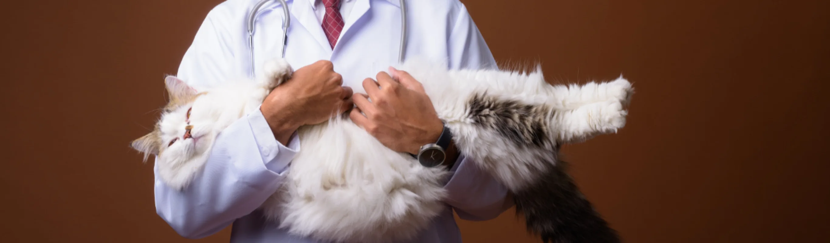 Veterinarian Holding a White Cat Veterinarian Holding a White Cat