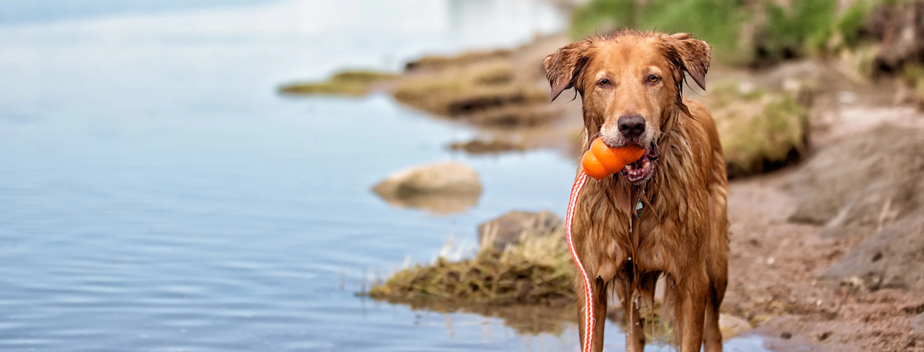 Wet Dog Holding Orange Toy in Mouth Next to Lakeshore Wet Dog Holding Orange Toy in Mouth Next to Lakeshore