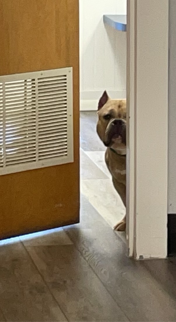 Dog in Doorway at Ferry Farm Animal Clinic