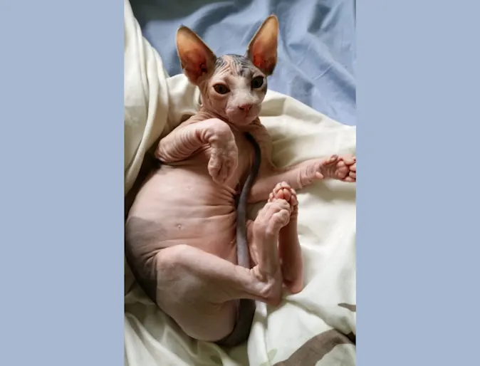 Bessie (Cat) Bessie (Cat)