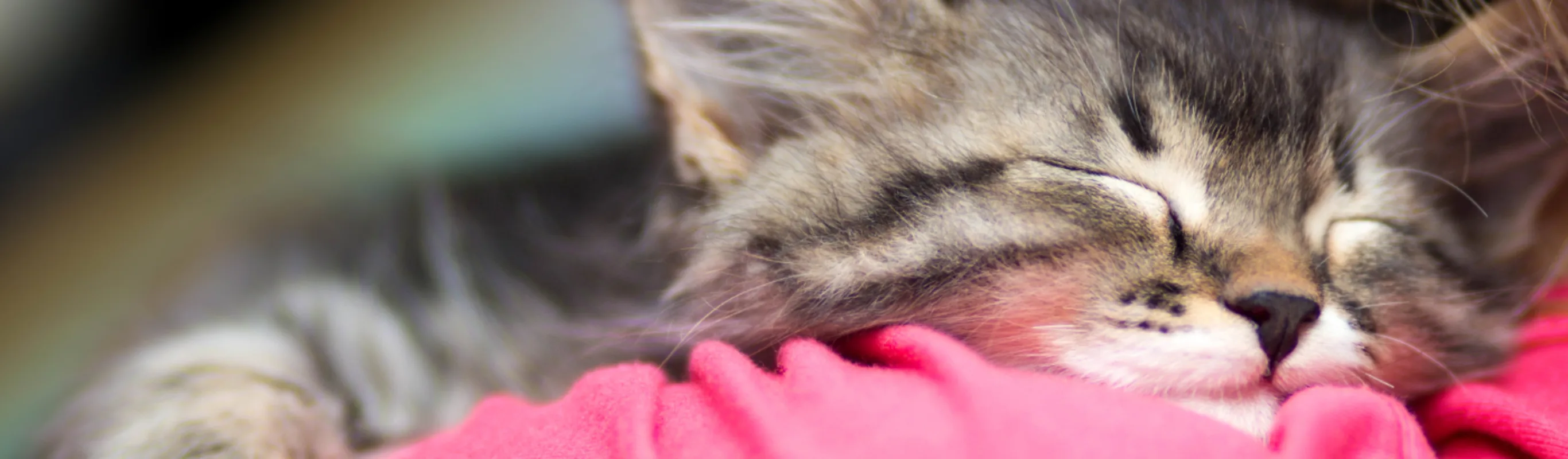 Close Up of Cat on Woman's Shoulder