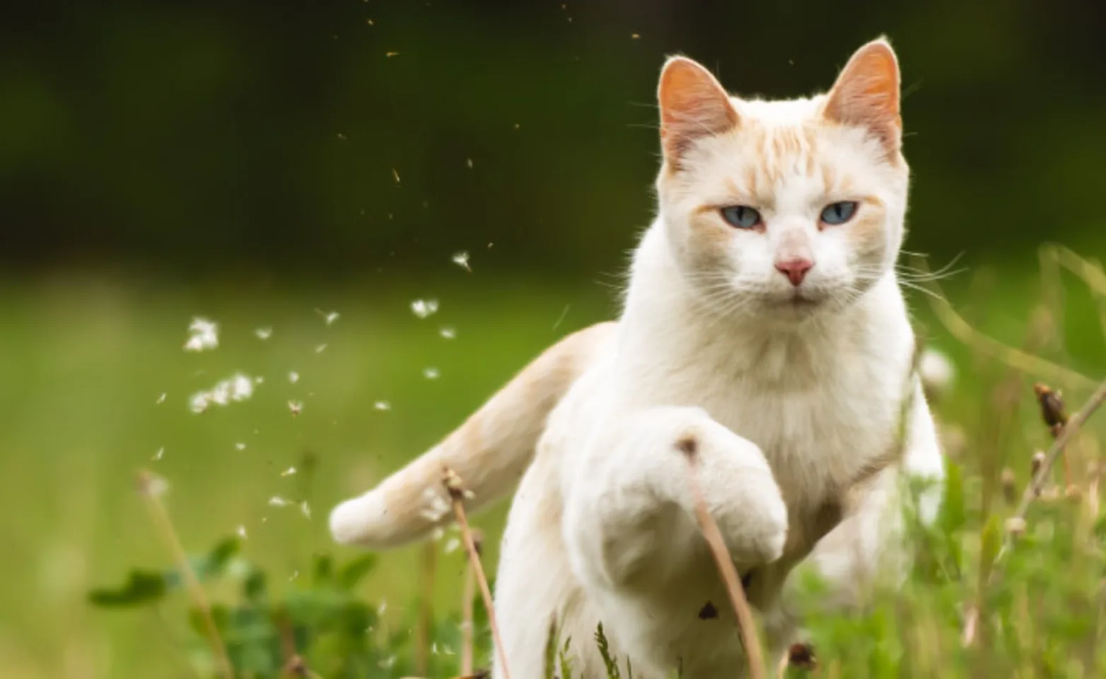 White and Orange cat running through the grassy green field. White and Orange cat running through the grassy green field.