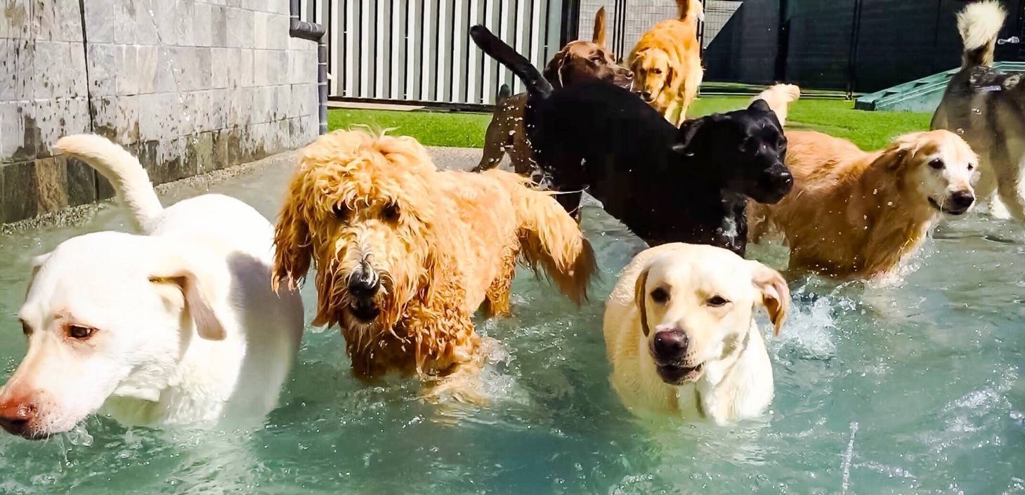  Multiple Dogs in Pool