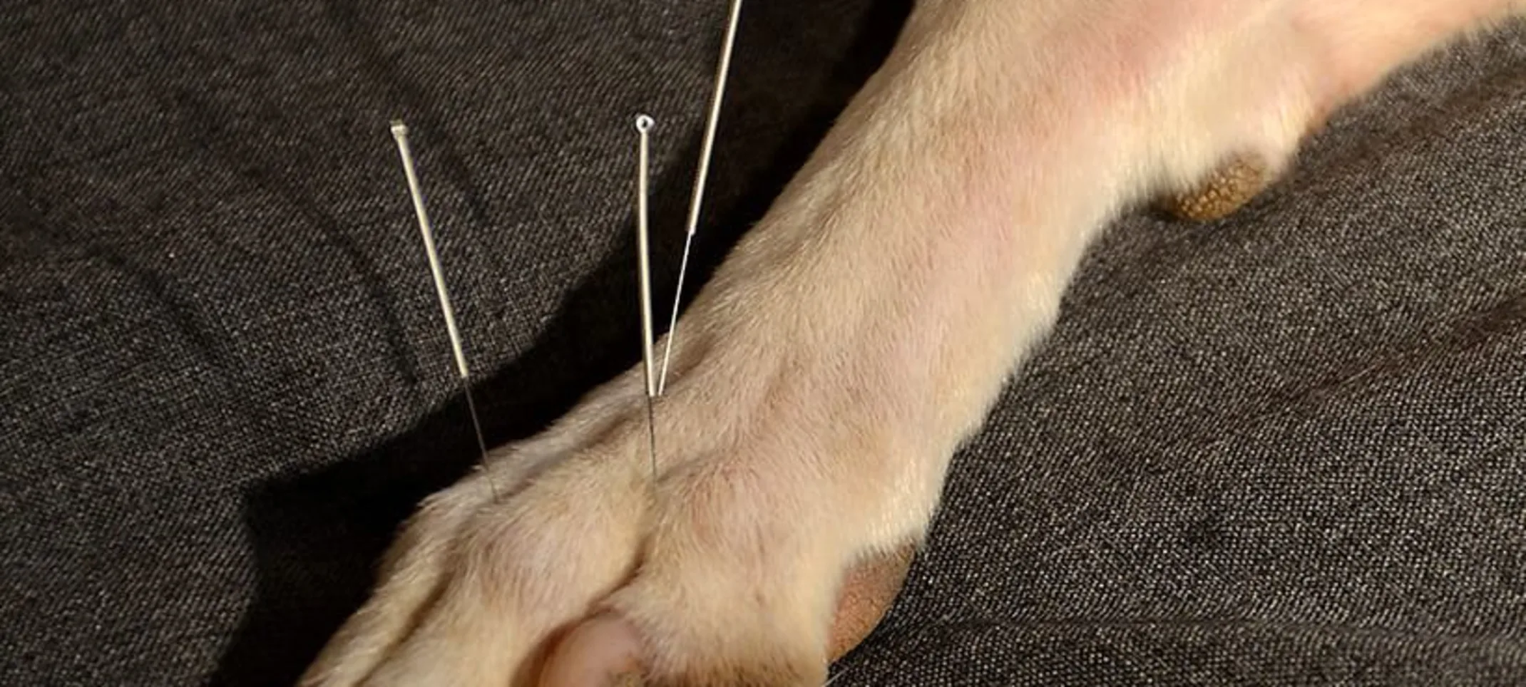 Acupuncture on a dog's paw Acupuncture on a dog's paw