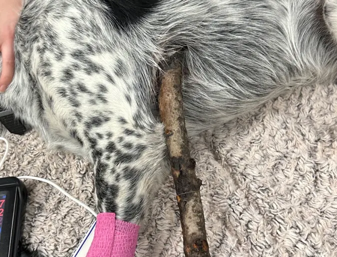An image of Delta, an Australian Cattle Dog, with a large stick protruding from her body.