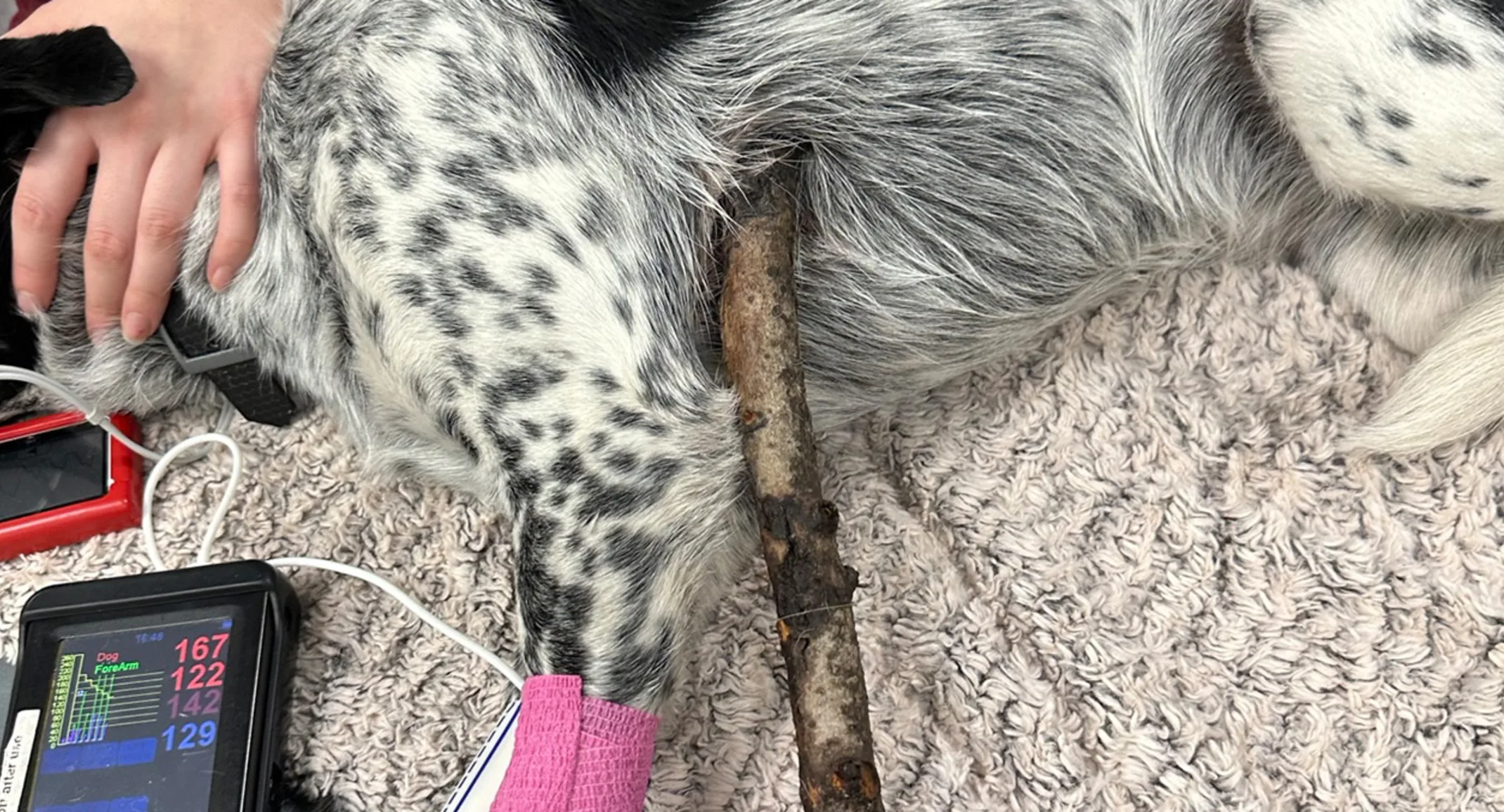 An image of Delta, an Australian Cattle Dog, with a large stick protruding from her body.