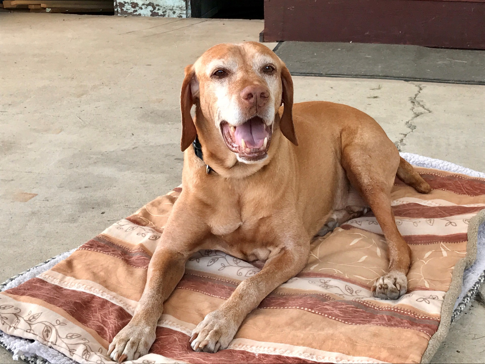 A dog laying on a blanket