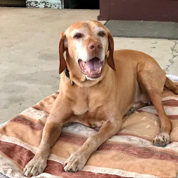 A dog laying on a blanket A dog laying on a blanket