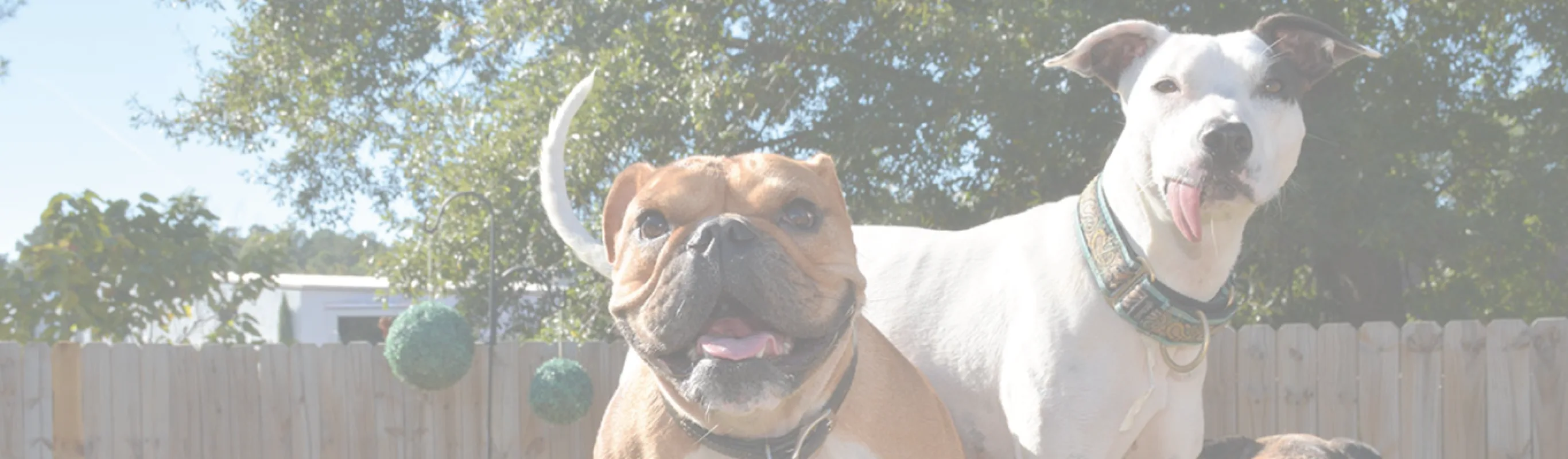 Dogs tongues out playing at Club Mutts Dogs tongues out playing at Club Mutts