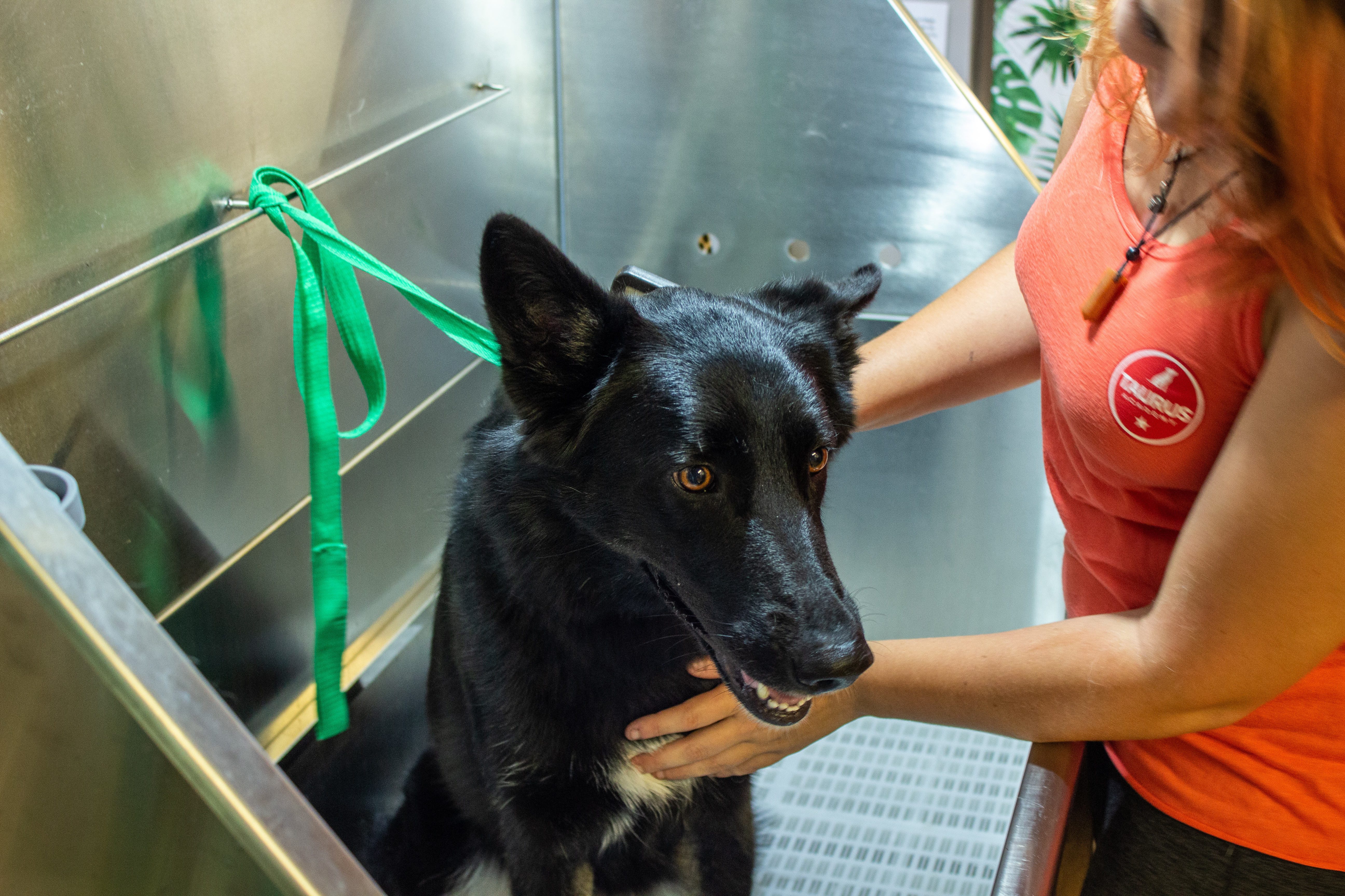 Dog being groomed at Taurus Academy 