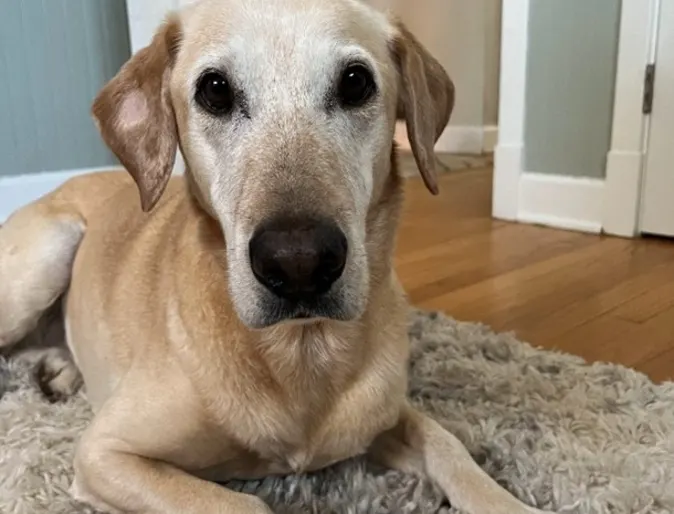 Stella the golden lab. Stella the golden lab.