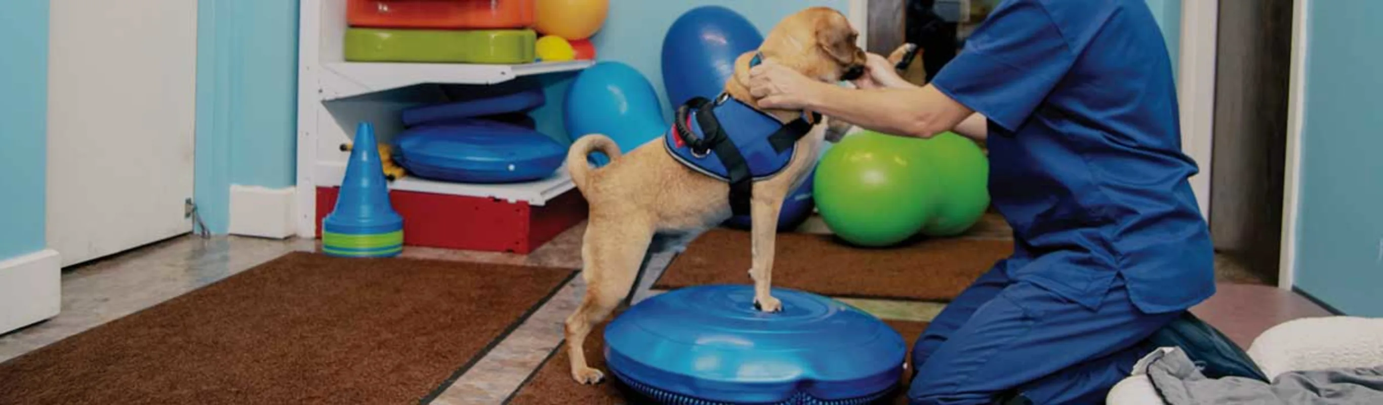 Pittsburgh Premier Veterinary Care Therapeutic Exercise Pittsburgh Premier Veterinary Care Therapeutic Exercise