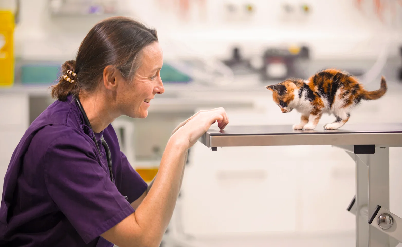 Veterinarian with a cat Veterinarian with a cat
