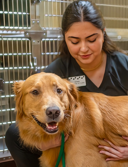 Staff holding a dog