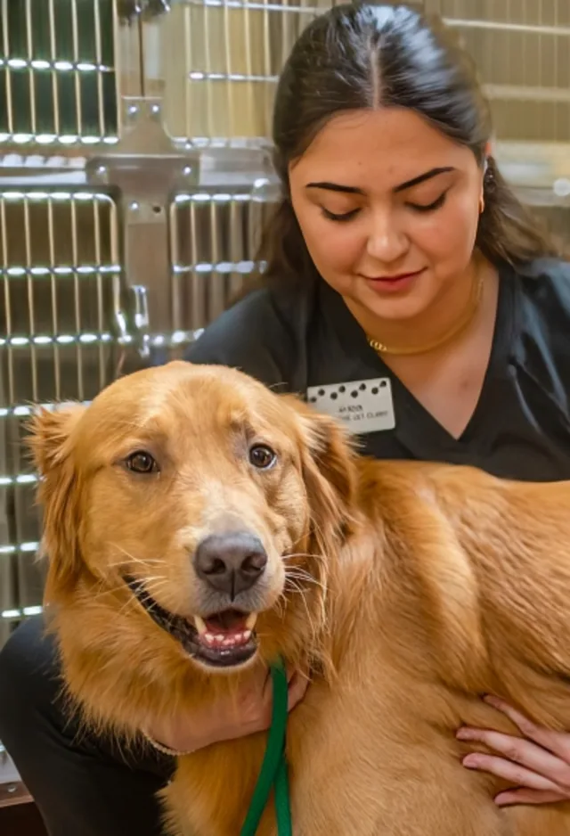 Staff holding a dog Staff holding a dog