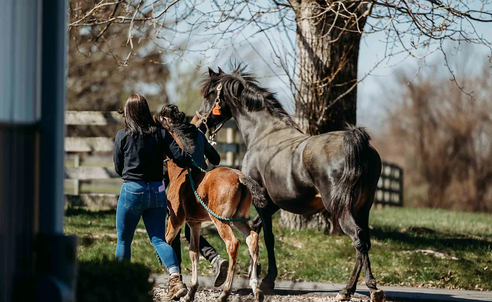 Staff Running With a Mare and a Foal Staff Running With a Mare and a Foal