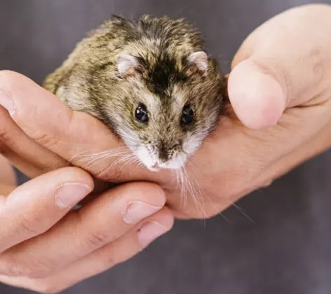 Veterinary staff holding a hamster