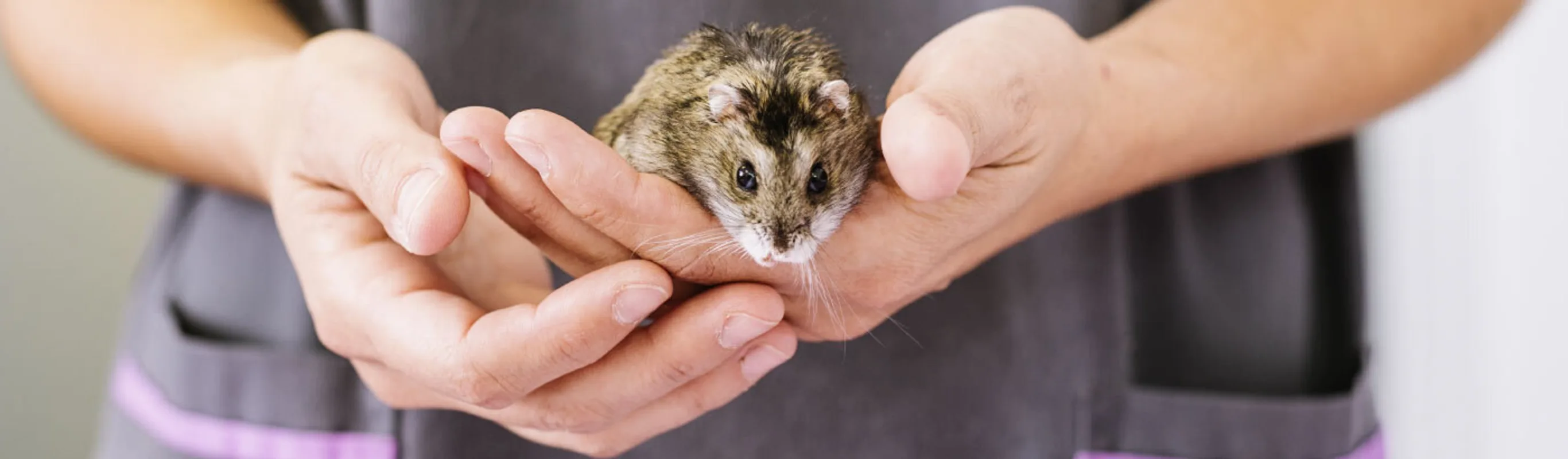 Veterinary staff holding a hamster