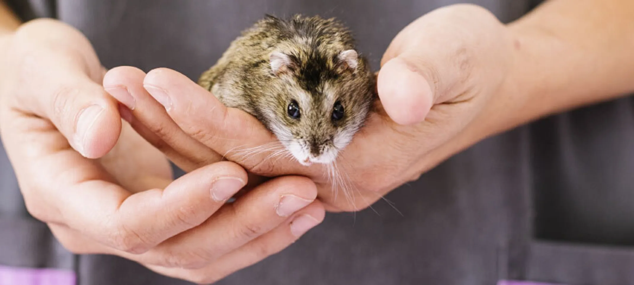 Veterinary staff holding a hamster Veterinary staff holding a hamster