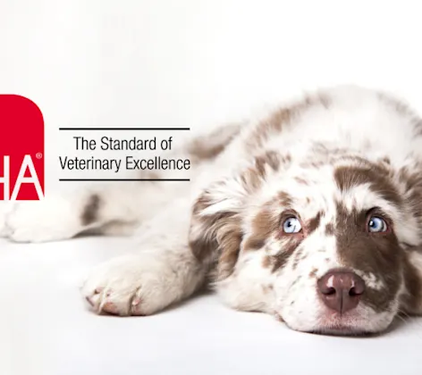 Dog looking left on a white background Dog looking left on a white background