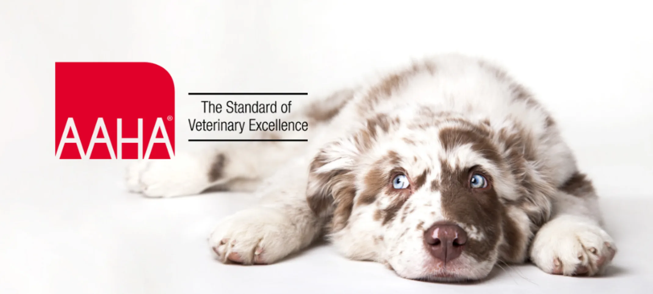 Dog looking left on a white background Dog looking left on a white background