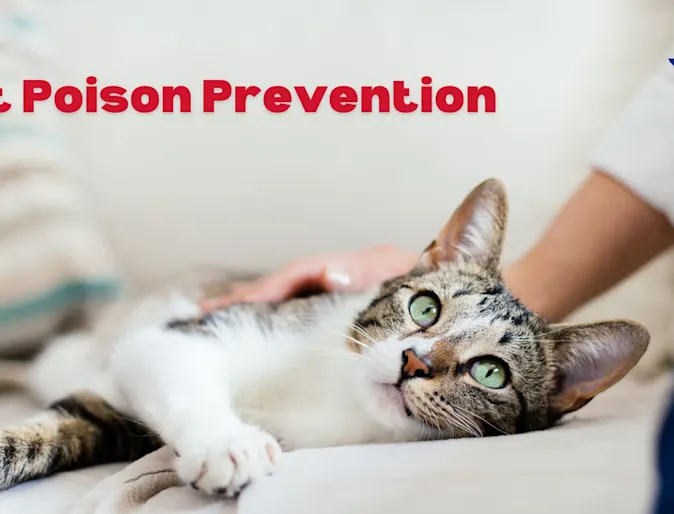 Cat laying down Cat laying down