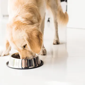 Dog eating out of a bowl Dog eating out of a bowl