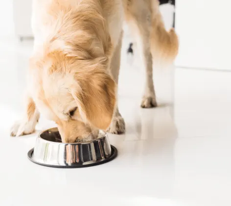 Dog eating out of a bowl