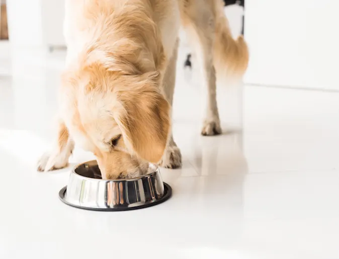 Dog eating out of a bowl Dog eating out of a bowl