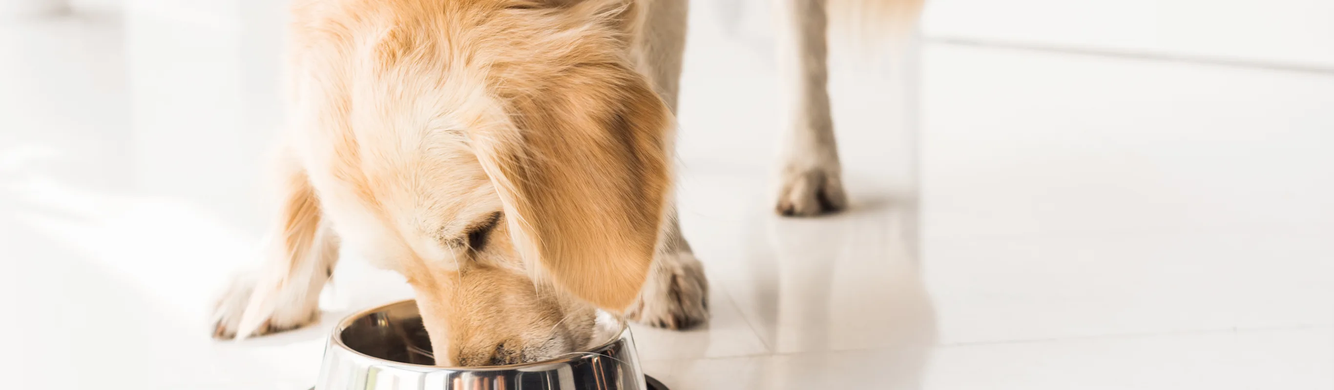 Dog eating out of a bowl Dog eating out of a bowl