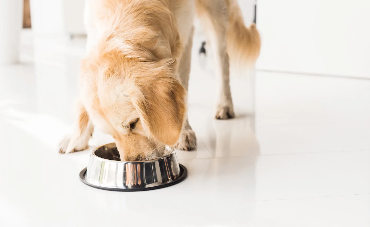 Dog eating out of a bowl Dog eating out of a bowl