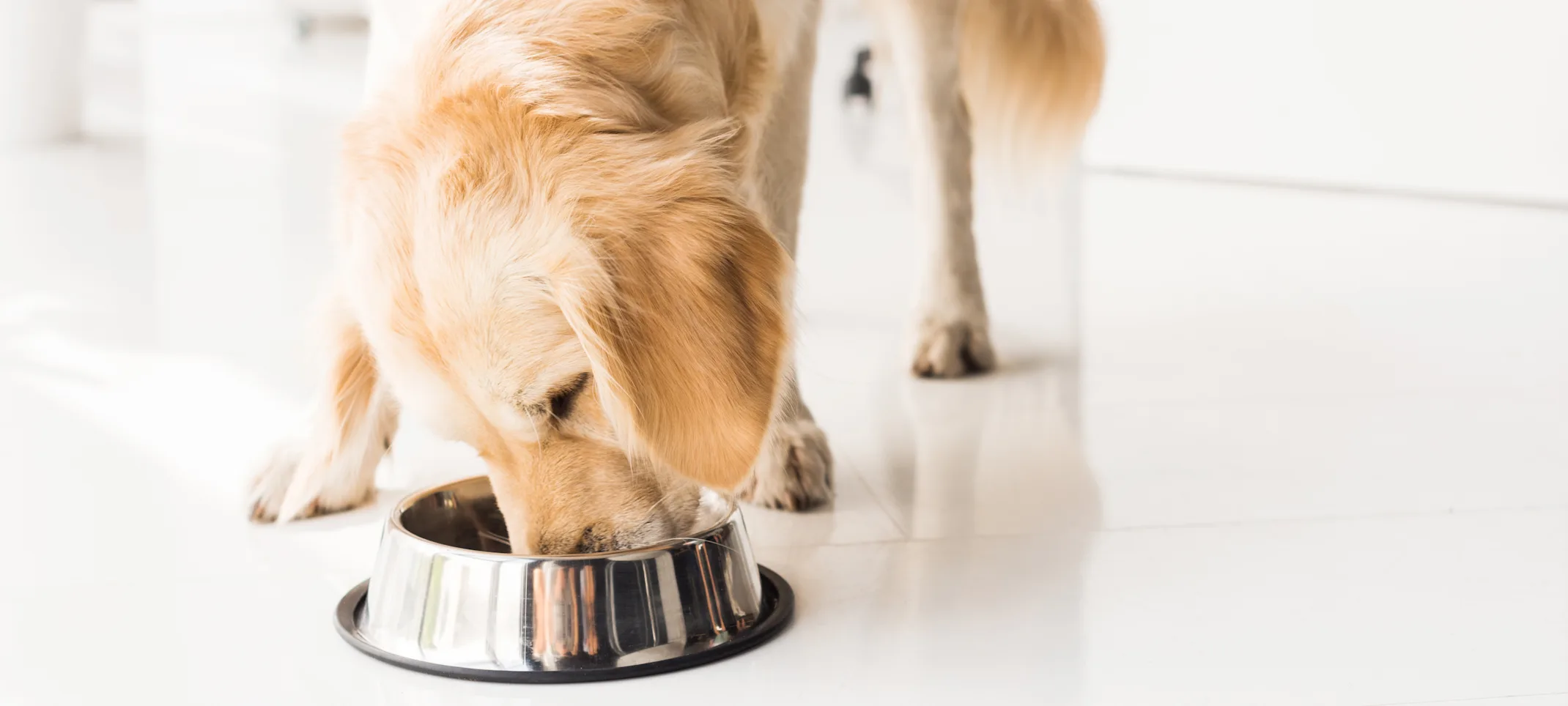 Dog eating out of a bowl Dog eating out of a bowl