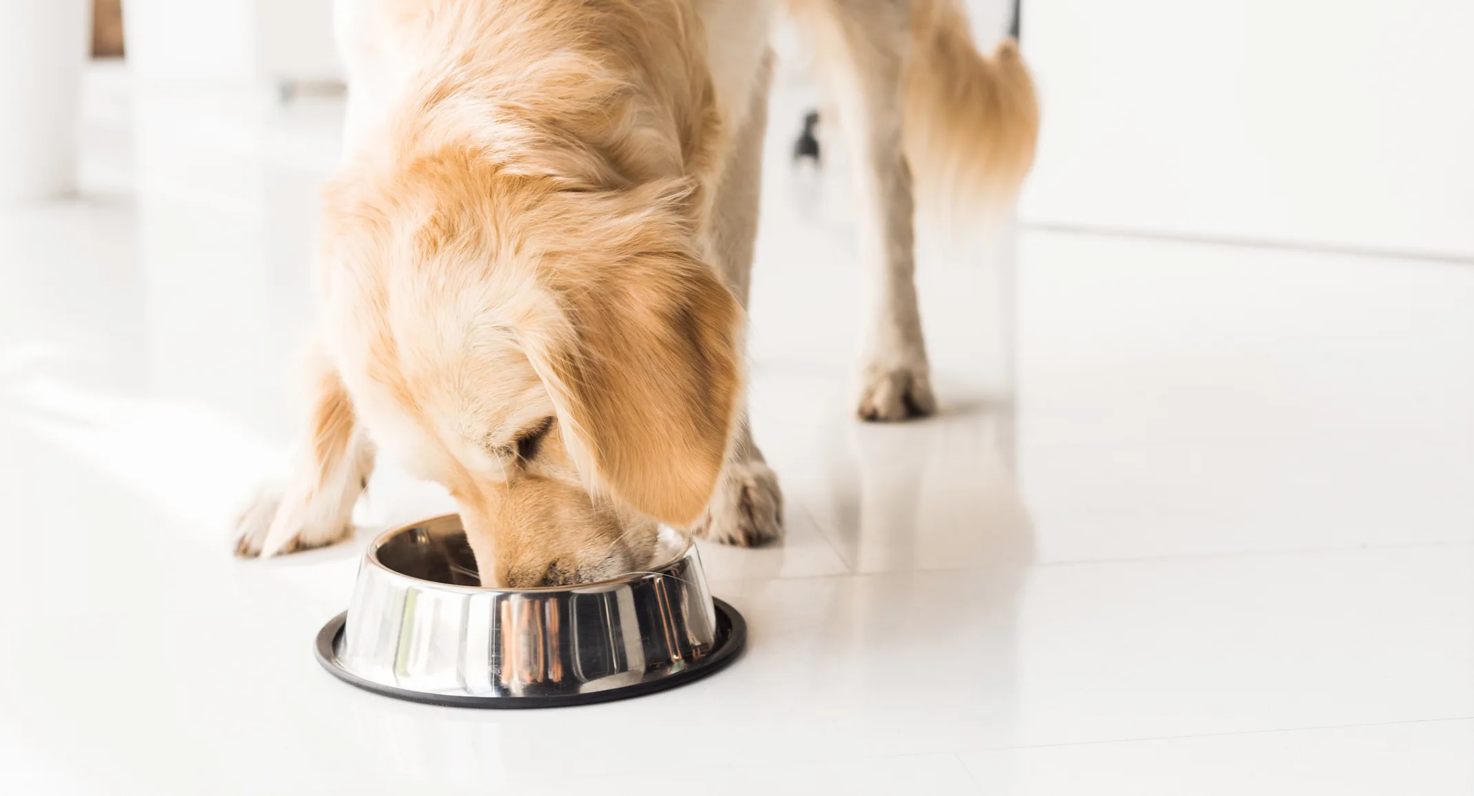 Dog eating out of a bowl Dog eating out of a bowl