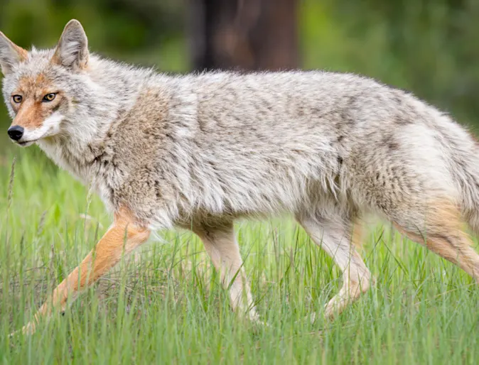 A Coyote Standing in Grass A Coyote Standing in Grass