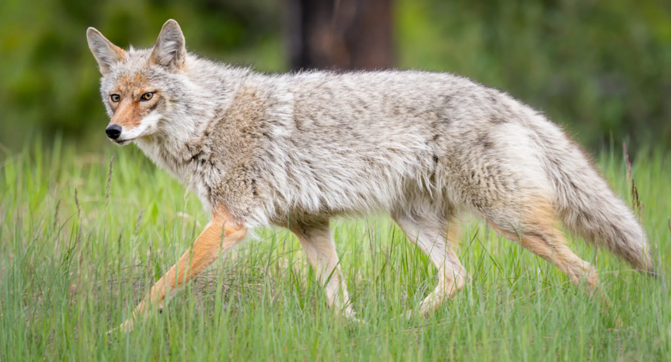 A Coyote Standing in Grass A Coyote Standing in Grass