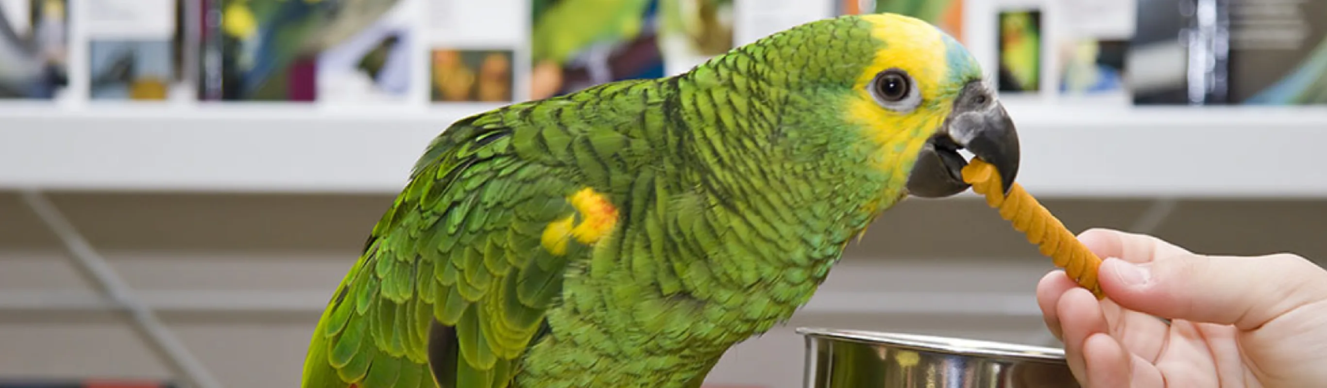 Green bird eating a treat