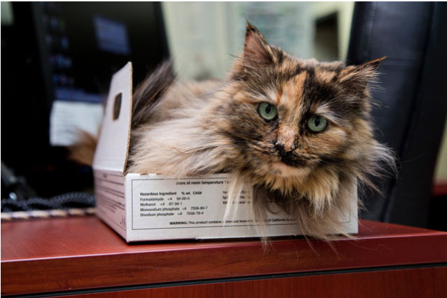 Cat in Box
