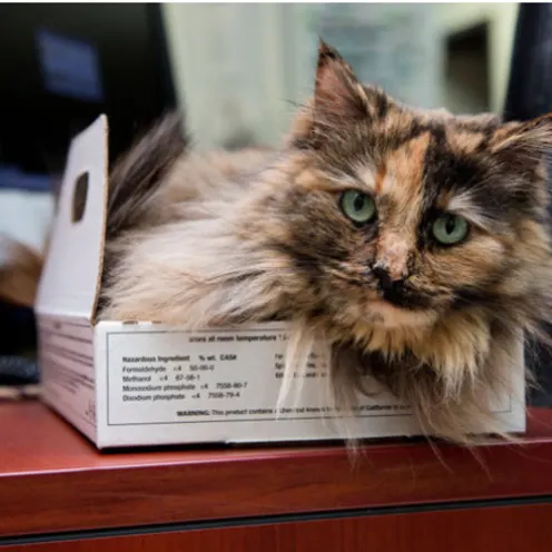 Cat in Box