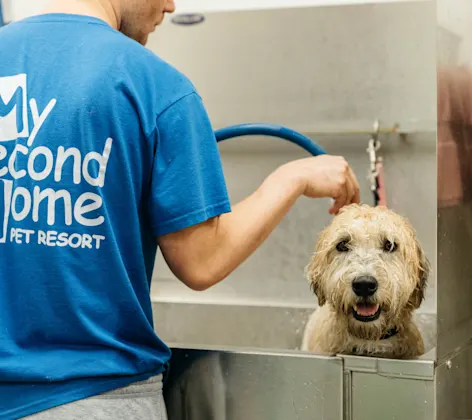 My Second Home Groomer My Second Home Groomer